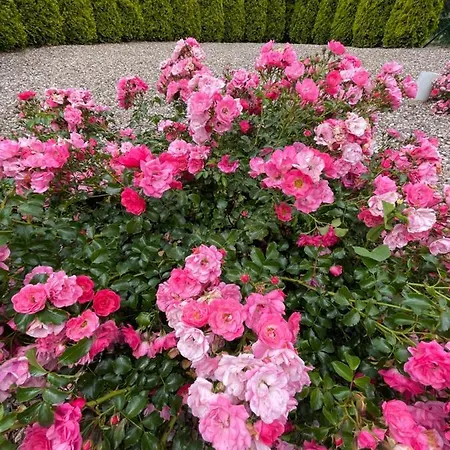 Sloneczne 폴라니카-즈루이