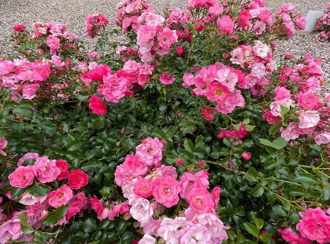 Sloneczne Polanica-Zdroj