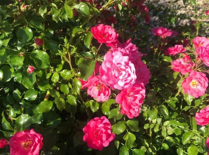 Apartment Sloneczne Polanica-Zdroj